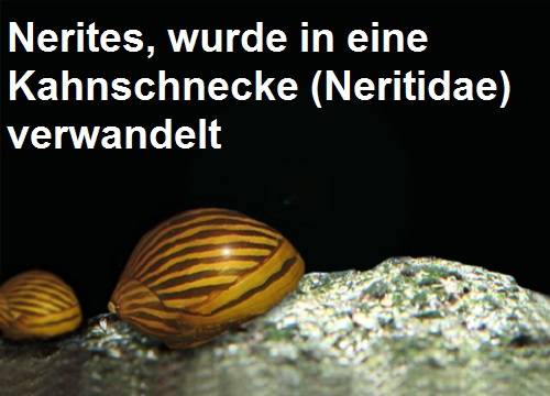 Nerites Schnecke